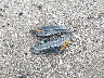 1N4AL4CV3RN****** Reparables 2024 Nissan Altima