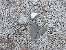 WB10E6308R6****** Wrecked 2024 BMW S 1000 in Mississippi State