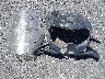 ML5KLEM1XPD****** Wrecked 2023 Kawasaki KLR650 in Nevada State