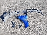 KMHLM4DG7SU****** Wrecked 2025 Hyundai Elantra in Nevada State