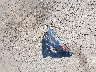 2T3MWRFV7LW****** Wrecked 2020 Toyota RAV4 Hybrid in California State
