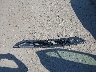 1FAHP2E86FG****** Wrecked 2015 Ford Taurus in New Hampshire State
