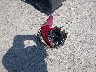 JKAERKD17KD****** Wrecked 2019 Kawasaki Z400 in New Hampshire State