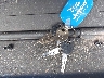 1UJBC0BT4R1****** Salvage 2024 Jayco Jay Flight in Wisconsin State