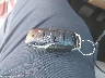 1FM5K8D84GG****** Salvamento 2016 Ford Explorer en Estado de Carolina del Norte