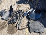 KM8R7DHEXNU****** Wrecked 2022 Hyundai Palisade in Colorado State
