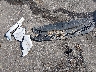 WAUW2AFC6HN****** Wrecked 2017 Audi A7 in Mississippi State