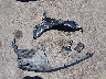 WBA4J3C52JB****** Wrecked 2018 BMW 4 Series in Texas State