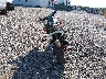 MLHJC7558J5****** Salvamento y Reparables 2018 Honda Grom en Estado de Arkansas