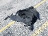 3CZRZ1H31SM****** Wrecked 2025 Honda HR-V in Florida State