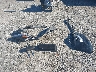 1G1ZG5ST9PF****** Salvamento 2023 Chevrolet Malibu en Estado de Arkansas
