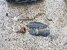 1FTFW1ET9DF****** Wrecked 2013 Ford F-150 in Ohio State