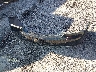1G4G45G34GF****** Destrozados 2016 Buick LaCrosse en Estado de Oklahoma