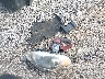 KNDJT2A62D7****** Wrecked 2013 Kia Soul in Georgia State