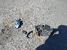 2T3YFREV0HW****** Wrecked 2017 Toyota RAV4 in California State
