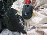 1FMCU0F70JU****** Salvage 2018 Ford Escape in Louisiana State