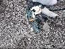 3N1AB7AP9HY****** Salvage 2017 Nissan Sentra in Maryland State