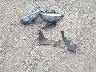 WBS8M9C58G5****** Wrecked 2016 BMW M3 in Texas State