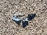 4T1BF1FK4HU****** Wrecked 2017 Toyota Camry in Mississippi State