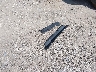 3TMAZ5CN4PM****** Destrozados 2023 Toyota Tacoma en Estado de Texas
