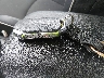 3KPF54AD2PE****** Salvage 2023 Kia Forte in Massachusetts State
