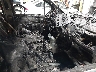 1GTG6FEN3M1****** Usados y Reparables 2021 GMC Canyon en Estado de Dakota del Norte
