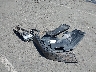 1C6JJTBGXML****** Wrecked 2021 Jeep Gladiator in California State