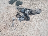 JTHCF5C24D5****** Wrecked 2013 Lexus IS in Oklahoma State