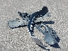 5J6RM4H71CL****** Wrecked 2012 Honda CR-V in Minnesota State