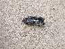 3VW1M7BU6TM****** Wrecked 2026 Volkswagen Jetta GLI in Texas State
