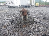 1HD1FRR10WY****** Used and Repairable 1998 Harley-Davidson FLHRCI in Pennsylvania State