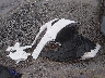 3N1AB7AP0GY****** Wrecked 2016 Nissan Sentra in Kentucky State