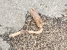 1FAFP42X7XF****** Wrecked 1999 Ford Mustang in Mississippi State