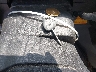 1FDFE4FN9SD****** Repairable 2025 Ford E-450 Cutaway in Syracuse