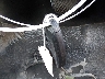 1N4AL3AP5DN****** Salvage 2013 Nissan Altima in Texas State
