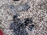 KM8SRDHF5HU****** Wrecked 2017 Hyundai Santa Fe in Indiana State
