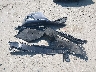 1HGCV1F1XNA****** Wrecked 2022 Honda Accord in Massachusetts State