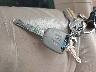 1HGCM56875A****** Salvage 2005 Honda Accord in Indiana State