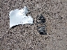 5TDYZ3DC0HS****** Wrecked 2017 Toyota Sienna in Texas State