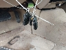 2FAFP74W86X****** Salvage 2006 Ford Crown Victoria in Texas State