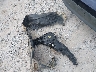 5YFB4MDE0TP****** Wrecked 2026 Toyota Corolla in Mississippi State