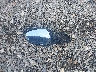 1HGCV1F37LA****** Wrecked 2020 Honda Accord in Louisiana State