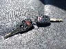 JHMGE8H44AC****** Salvamento 2010 Honda Fit en Estado de Pennsylvania