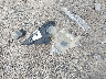 JF1GPAZ63FH****** Wrecked 2015 Subaru Impreza in New York State