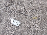 1FMCU0JX7FU****** Destrozados 2015 Ford Escape en Estado de Kansas