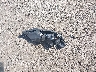 1G1ZG5ST0MF****** Wrecked 2021 Chevrolet Malibu in South Carolina State