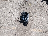 KM8K33A55MU****** Wrecked 2021 Hyundai Kona in Kansas State