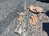 5NPE24AF6JH****** Destrozados 2018 Hyundai Sonata en Estado de Nevada