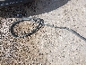 1FADP3F27JL****** Salvage 2018 Ford Focus in New Mexico State