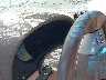 1N4AL2AP6BN****** Salvage 2011 Nissan Altima in Cleveland